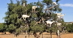 Goats are grazing in an Argan tree in Morocco